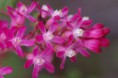 /album/kattas-blandade/rosa-buskblommor-jpg/